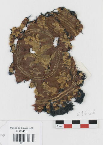 orbiculus ; fragment