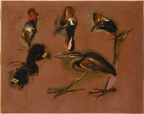 Un Oiseau échassier et six têtes d'oiseaux