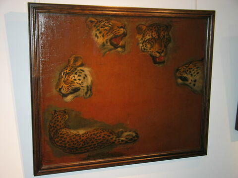 Un Tigre et quatre têtes de tigres, image 2/3