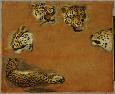 Un Tigre et quatre têtes de tigres