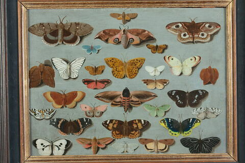 Papillons, image 5/6