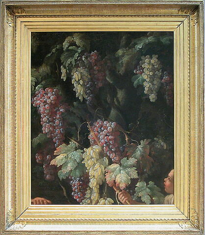 Grappes de raisins autour d'un tronc d'arbre, image 2/2