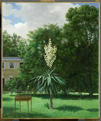 Yucca gloriosa dans le parc de Neuilly, image 1/2