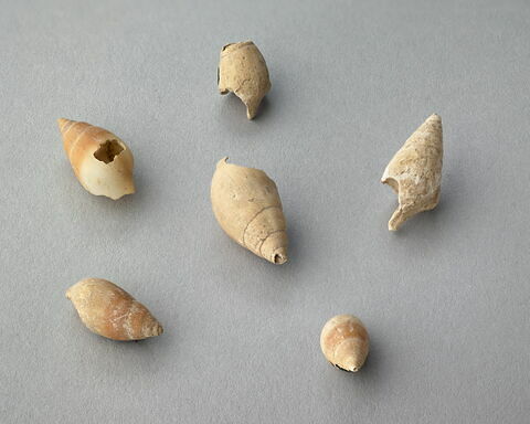 coquillage, image 1/1