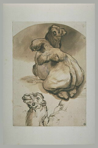 Etude d'un chameau aux bosses tombantes, couché, et de la tête d'un autre, image 1/1