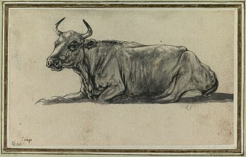 Etude de vache couchée, de profil vers la gauche, image 1/2