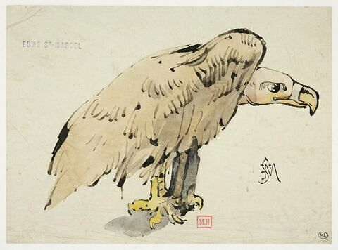 Oiseau de proie perché : vautour