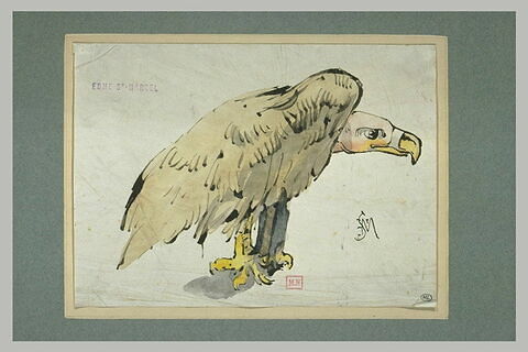 Oiseau de proie perché : vautour, image 2/2