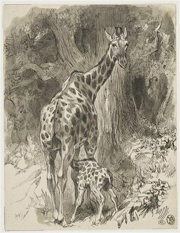 Jeune girafe têtant sa mère dans une forêt, image 1/2