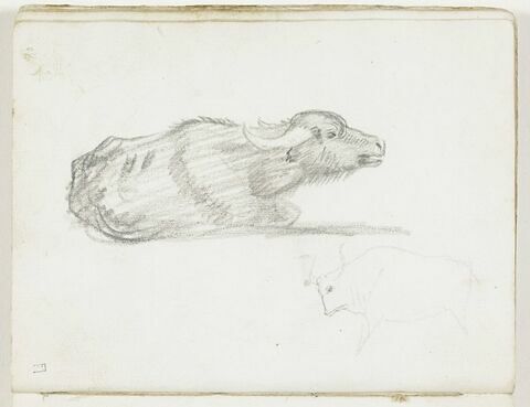 Buffle allongé, de profil vers la droite ; esquisse d'un taureau, de profil vers la gauche