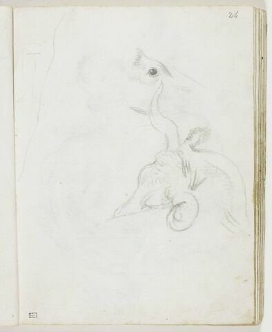 Croquis d'une jambe pliée ; esquisse d'une tête d'animal, de profil vers la droite (un cheval ?) ; tête de buffle dormant, appuyée sur son dos, image 1/1