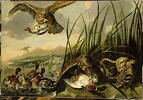 Aigles attaquant des canards, image 3/3