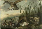 Aigles attaquant des canards, image 1/3