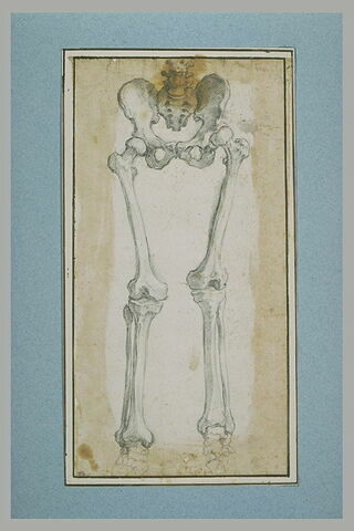 Etude de la partie inférieure d'un squelette debout, de face, image 1/1