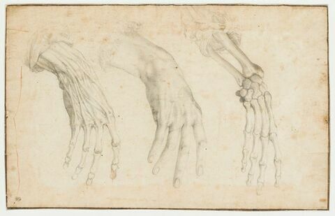 Trois études anatomiques d'une main