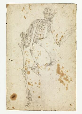 Etude d'un squelette debout, la jambe gauche levée, image 1/2
