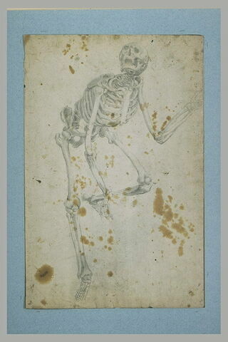 Etude d'un squelette debout, la jambe gauche levée, image 2/2