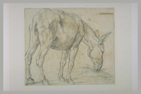 Etude d'un âne debout, vu de trois quarts dos, paissant, image 1/1