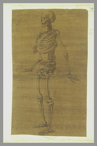 Squelette debout, tourné vers la gauche, image 1/1