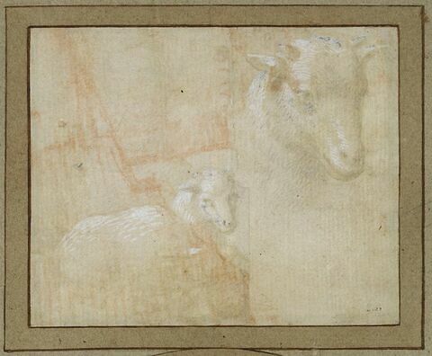 Etude d'un agneau, et d'une tête d'agneau, image 1/2