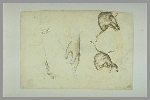 Deux mains tenant un livre ; deux singes enchaînés, et esquisses de singes, image 1/1