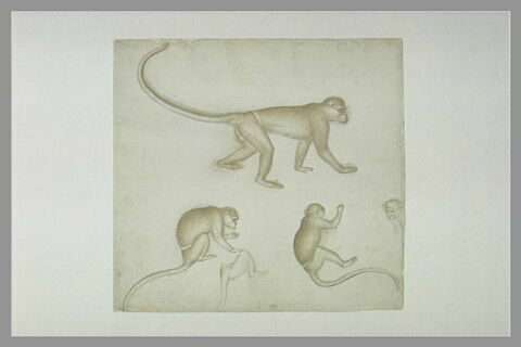Trois singes dans différentes attitudes, esquisse et  tête d'un autre singe, image 1/1