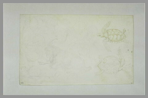 Un bouc ; dix études d'un escargot ; une tortue d'eau vue de dessus et de dessous, image 2/2