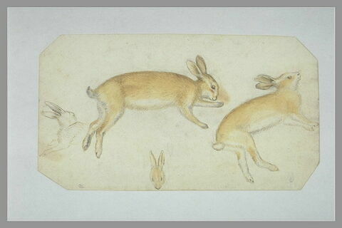 Deux études d'un lapin mort, couché sur le flanc ; esquisse de deux autres, image 1/1