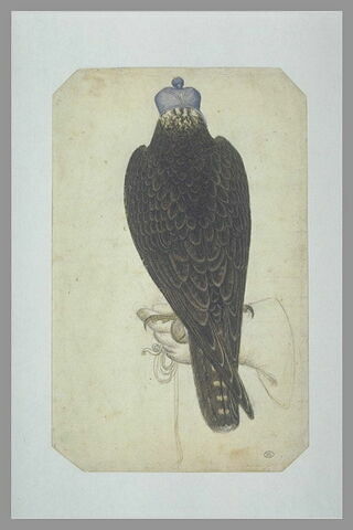 Jeune faucon lanier ou jeune faucon pèlerin armé, perché sur une main gantée, image 1/1