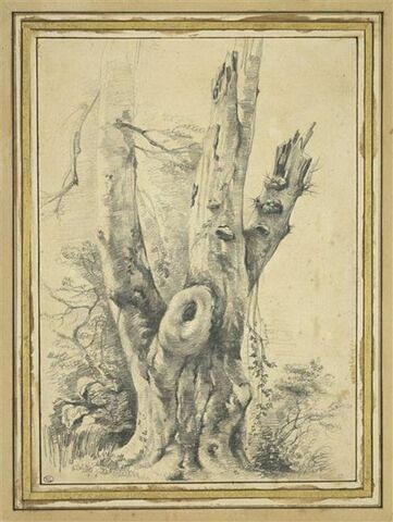 Un tronc d'arbre à trois branches