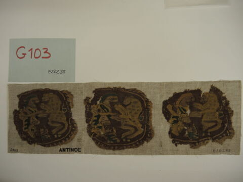 orbiculus  ; fragments, image 2/2