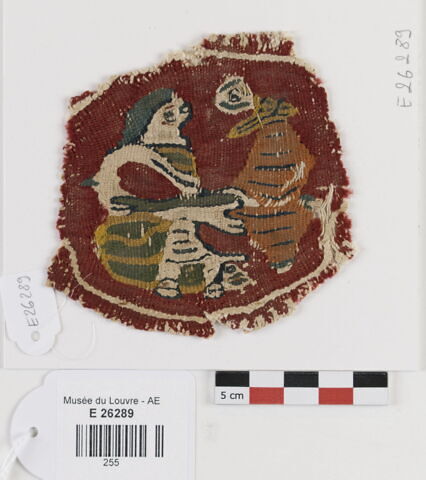 orbiculus ; fragment