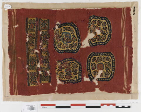 tunique ; bande de poignet ; orbiculus ; fragment