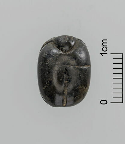 scarabée, image 3/3