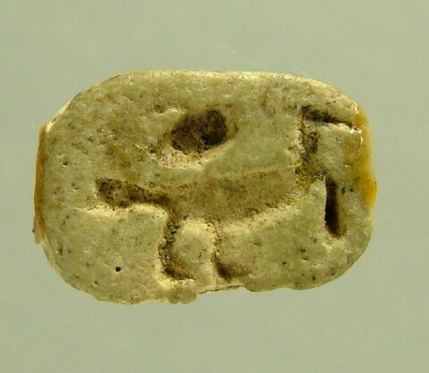 scarabée, image 1/1