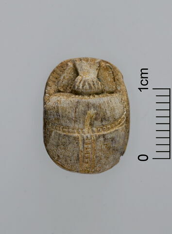 scarabée, image 2/3