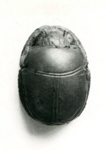 scarabée, image 4/4