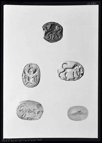 scarabée, image 5/6