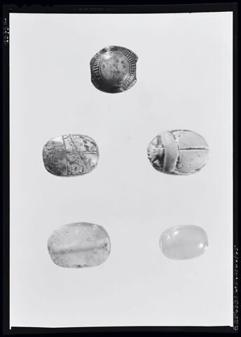scarabée, image 6/6