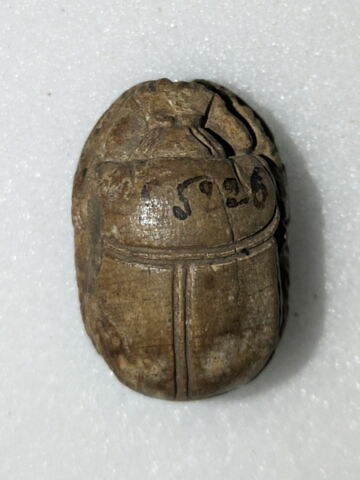 scarabée, image 2/2