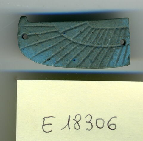 aile gauche de scarabée funéraire, image 1/1