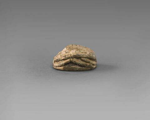 scarabée, image 4/7