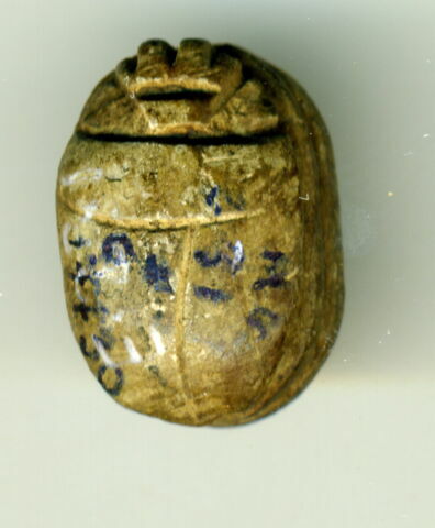 scarabée, image 2/2