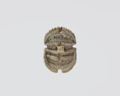 scarabée à ventre détaillé, image 2/4