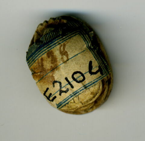 scarabée, image 4/4
