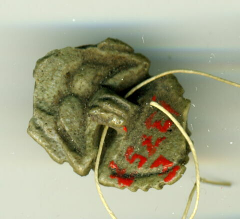 scarabée à ventre détaillé, image 2/2