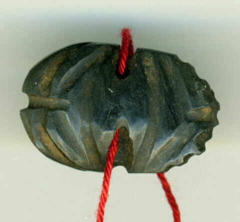 scarabée à ventre détaillé, image 2/2