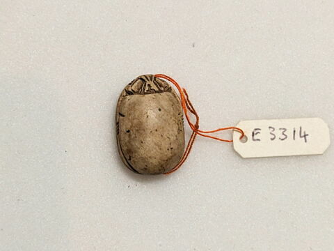 scarabée, image 2/2