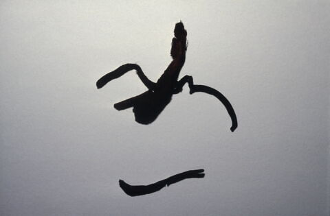 lanière ; fragment, image 2/2