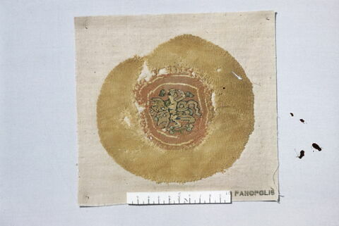 orbiculus ; fragment, image 2/2